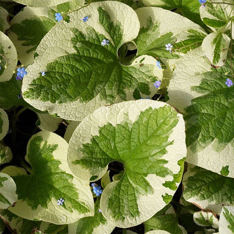 Brunnera macrophylla Dawson s White - Myosotis du Caucase (Foliage)
