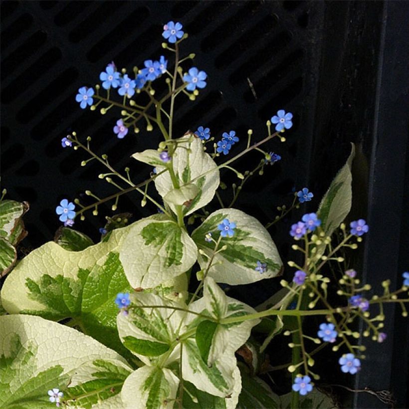 Brunnera macrophylla Dawson s White - Myosotis du Caucase (Flowering)