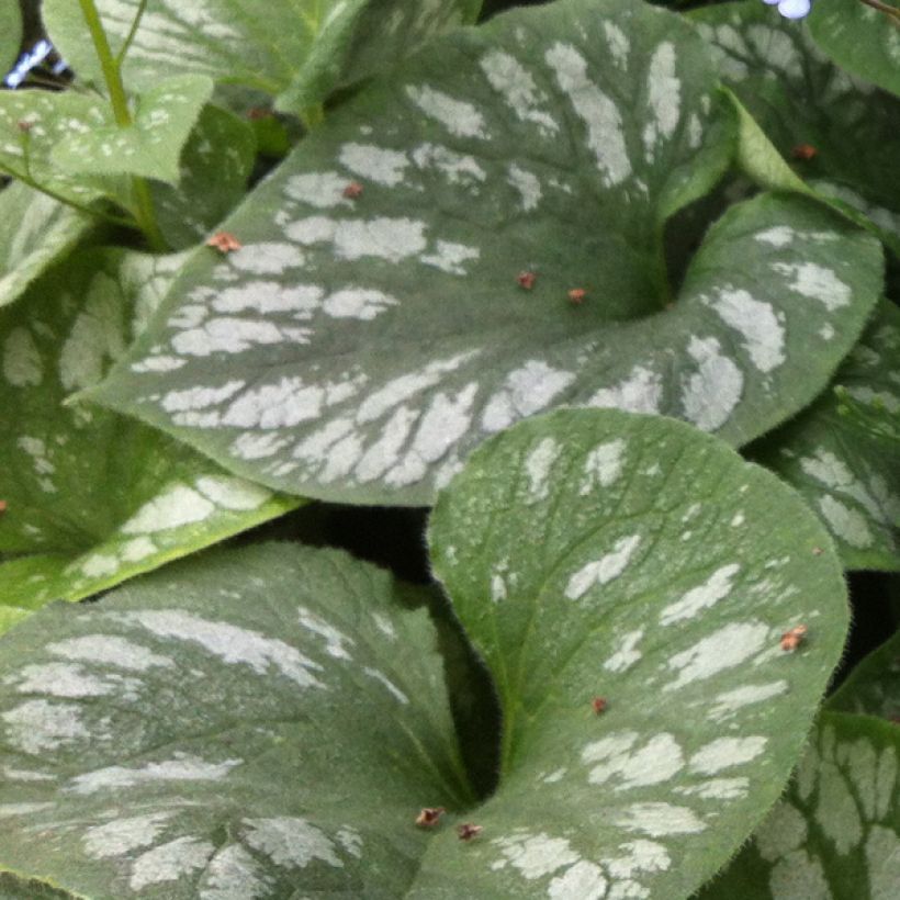 Brunnera macrophylla Emerald Mist - Myosotis Caucase (Foliage)