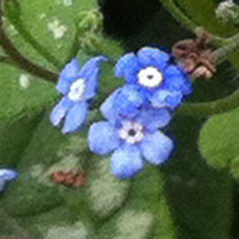 Brunnera macrophylla Emerald Mist - Myosotis Caucase (Flowering)