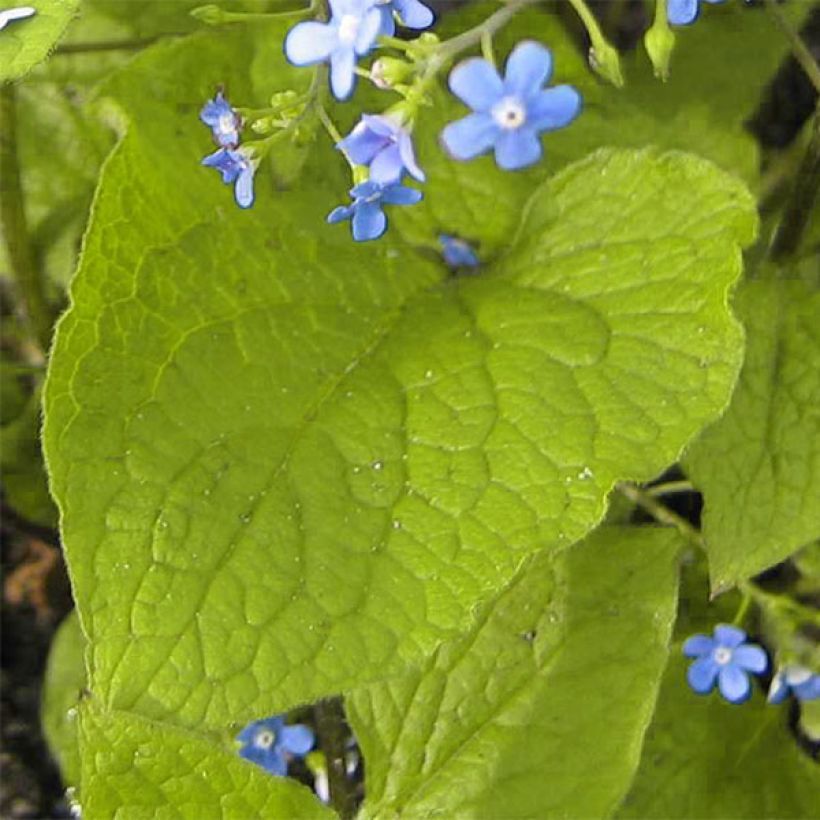 Brunnera macrophylla Green Gold - Myosotis du Caucase (Foliage)
