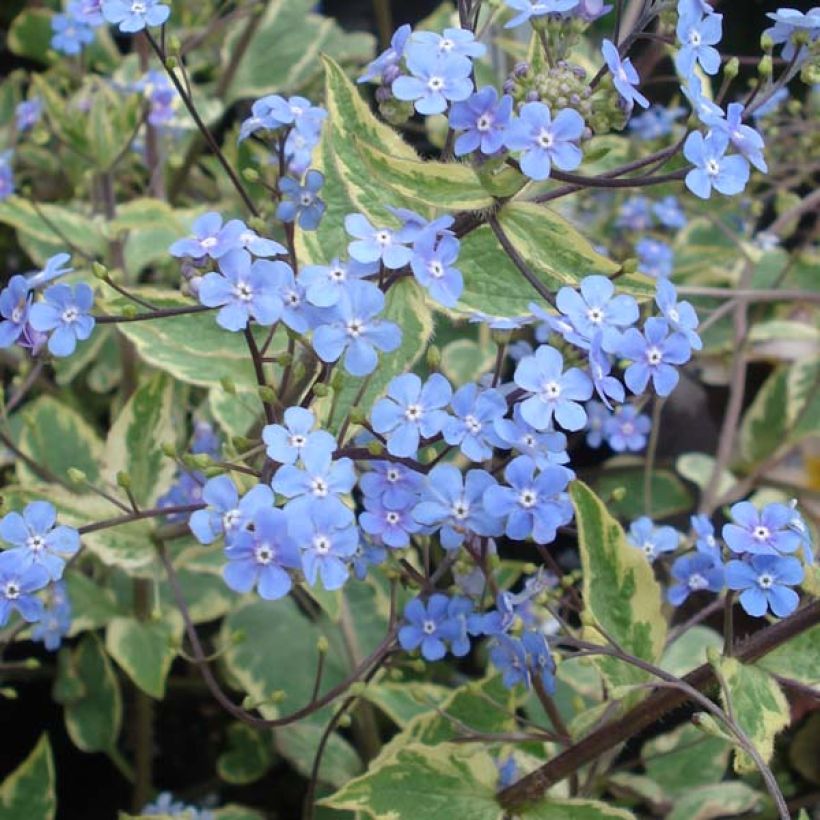 Brunnera macrophylla Hadspen cream - Myosotis du Caucase (Flowering)