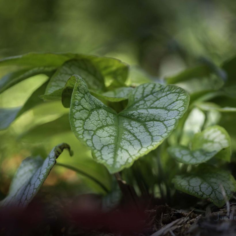 Brunnera macrophylla Jack's Gold - Myosotis du Caucase (Foliage)
