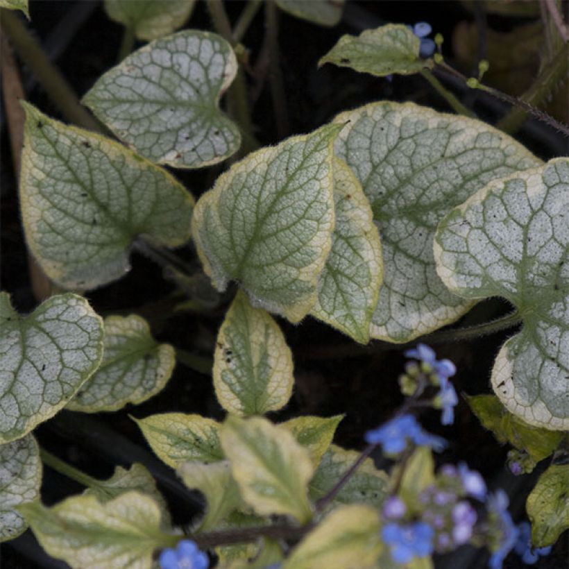 Brunnera macrophylla King's Ramson - Myosotis du Caucase (Foliage)