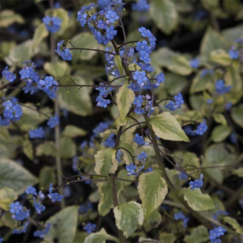 Brunnera macrophylla King's Ramson - Myosotis du Caucase (Flowering)