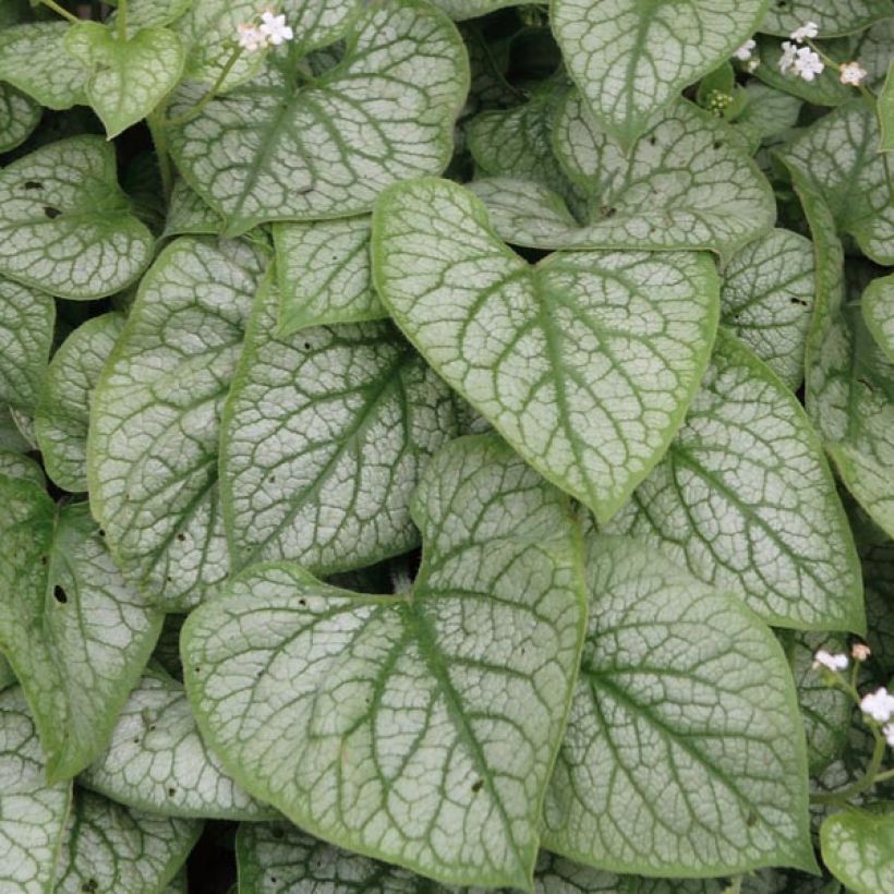 Brunnera macrophylla Mr Morse - Myosotis du Caucase (Foliage)
