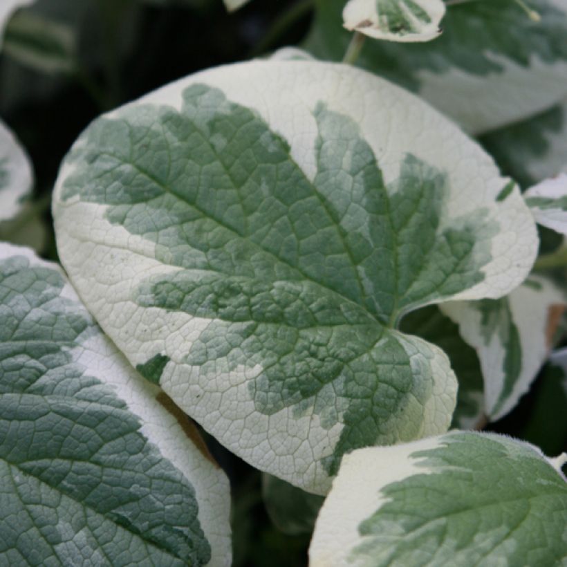 Brunnera Macrophylla Variegata - Myosotis du Caucase (Foliage)
