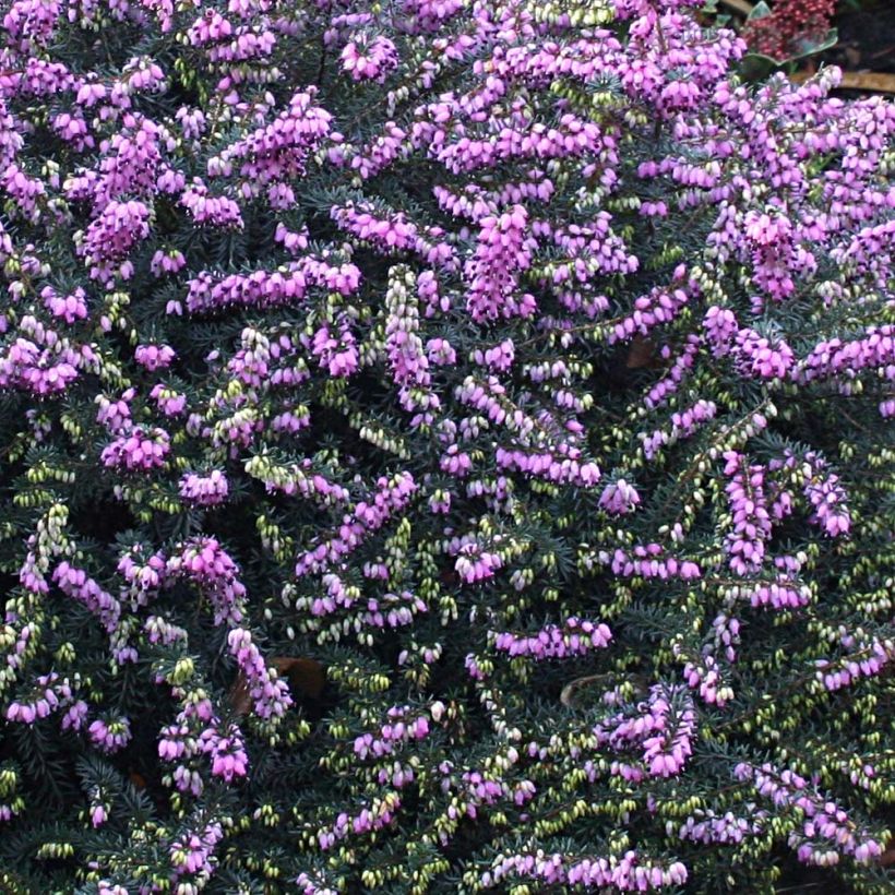 Bruyère Winter Belles Lucie - Erica (x) darleyensis (Flowering)