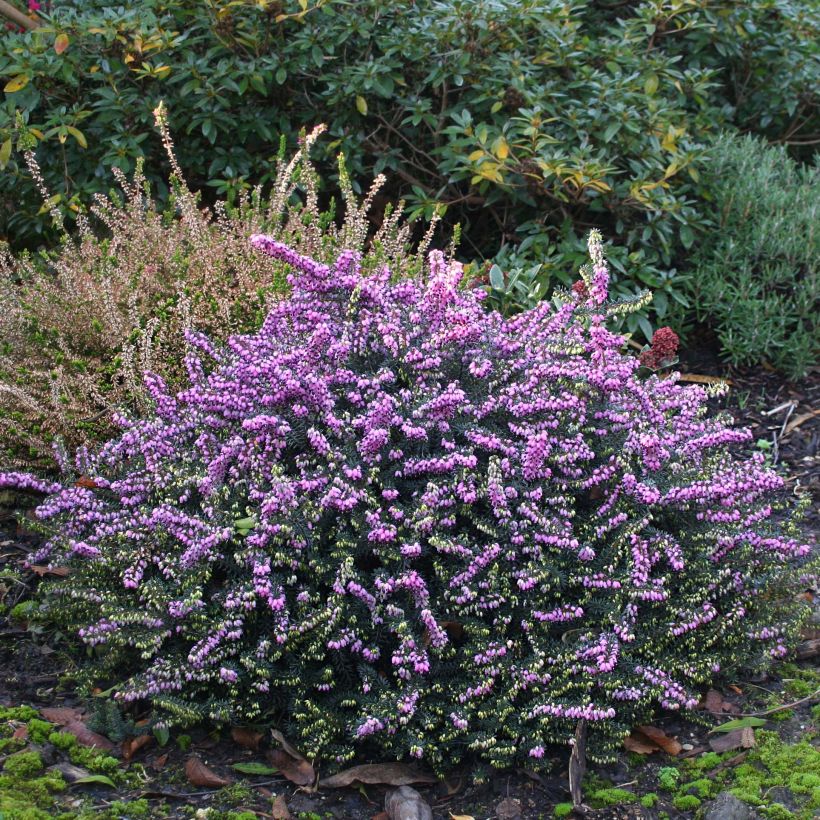Bruyère Winter Belles Lucie - Erica (x) darleyensis (Plant habit)