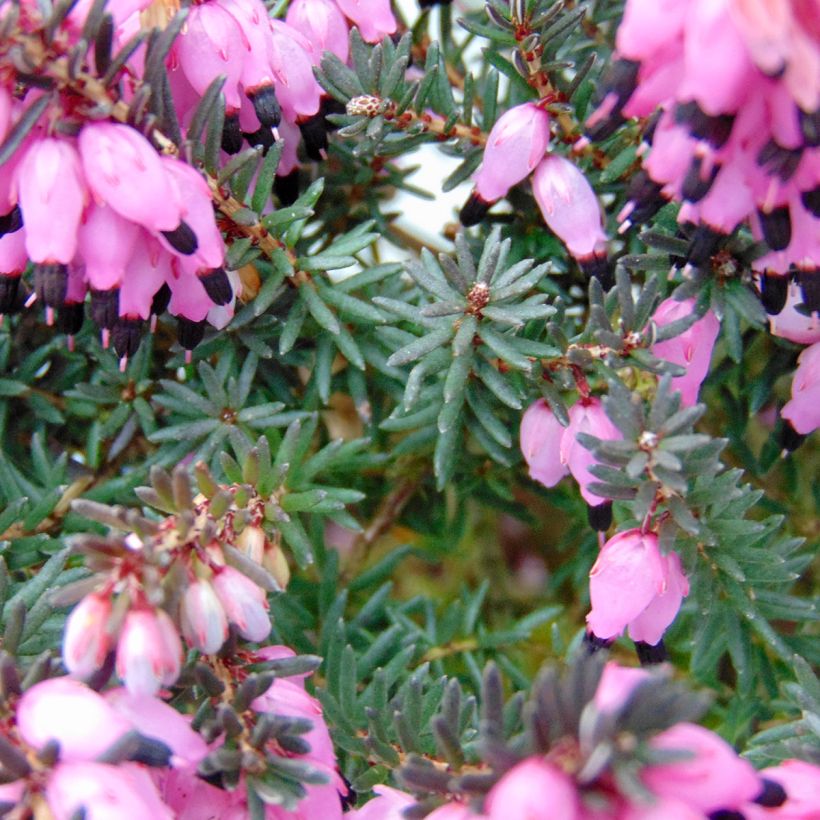 Bruyère Winter Belles Lucie - Erica (x) darleyensis (Foliage)