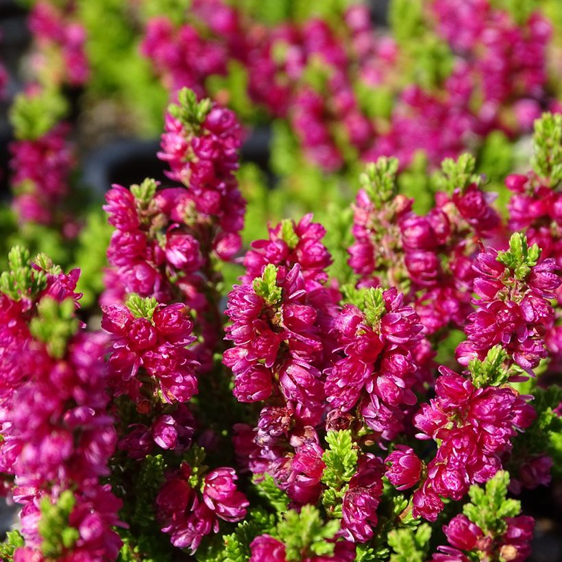 Bruyère d'été - Calluna vulgaris Dark Beauty (Flowering)