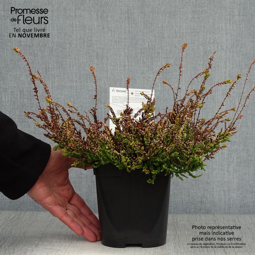 Example of Bruyère d'été - Calluna vulgaris Wickwar Flame Pot de 2L/3L as you get in automne