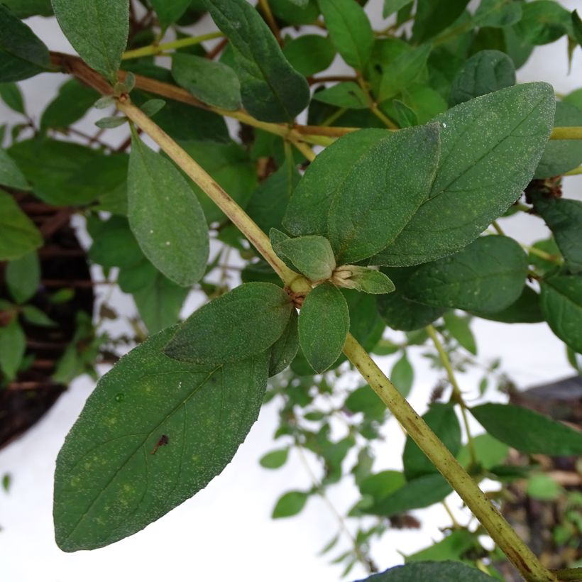 Buddleia Blue Chip - Arbre aux papillons nain (Foliage)