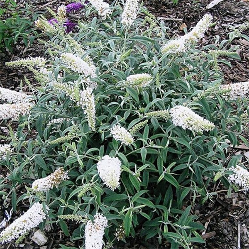 Buddleia davidii White Ball (Plant habit)