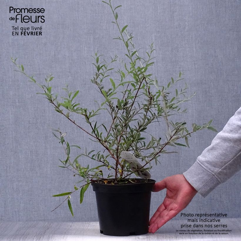 Example of Buddleia alternifolia - Arbre aux papillons Pot de 3L/4L as you get in automne