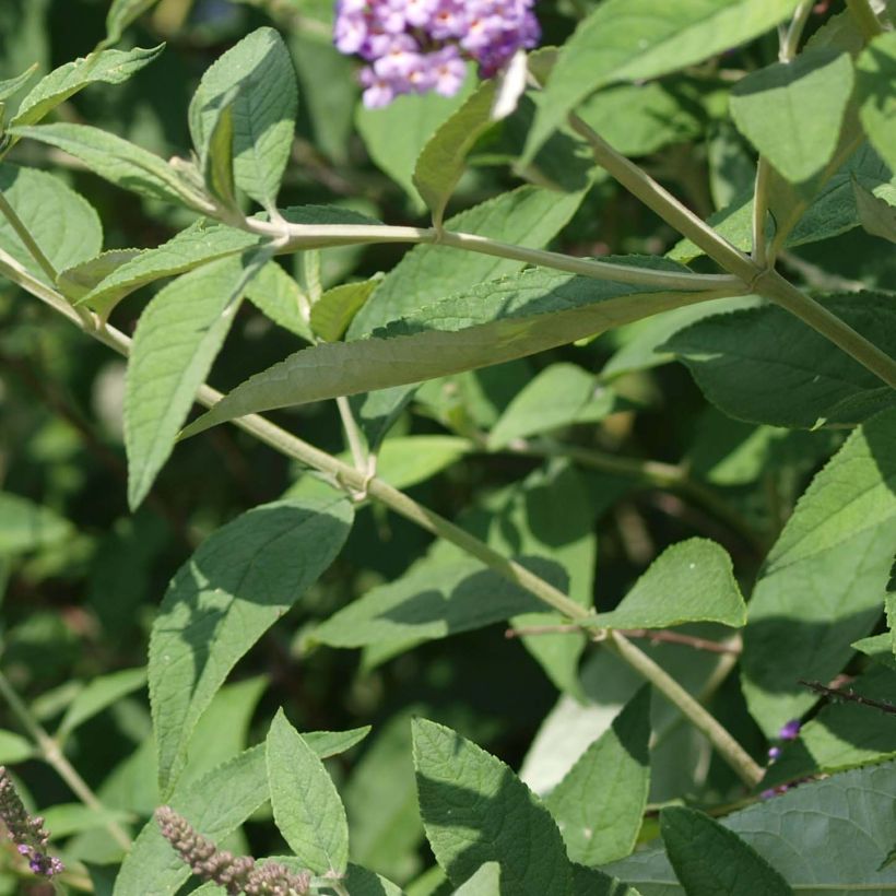 Buddleia davidii Nanho Purple - Arbre aux papillons nain (Foliage)
