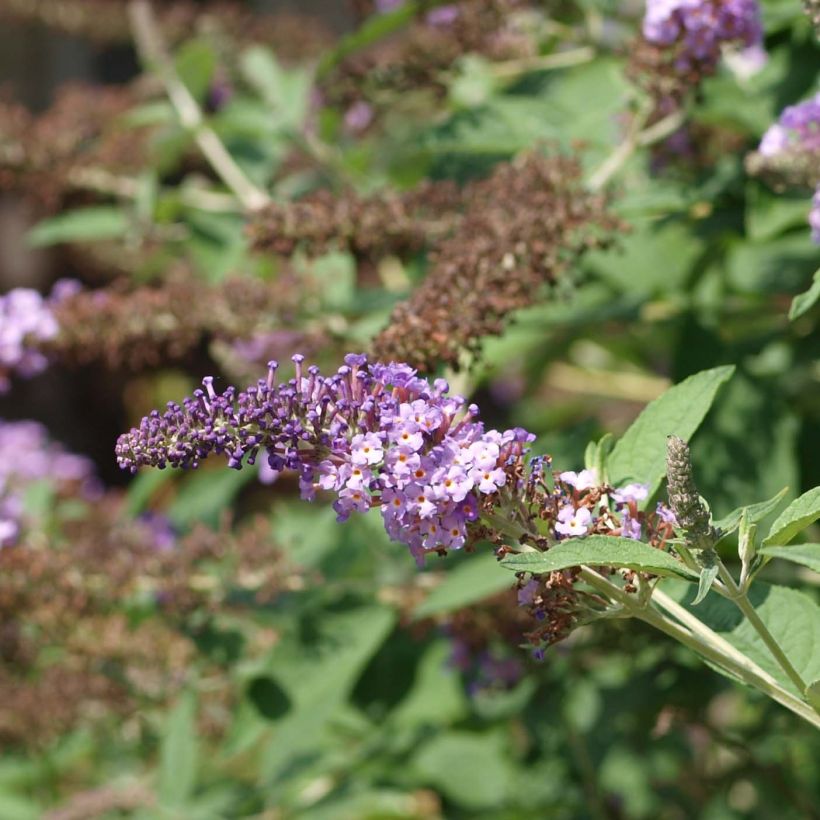 Buddleia davidii Nanho Purple - Arbre aux papillons nain (Flowering)