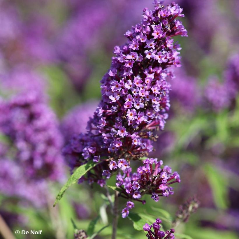 Buddleia davidii Purple Emperor - Arbre aux papillons (Flowering)