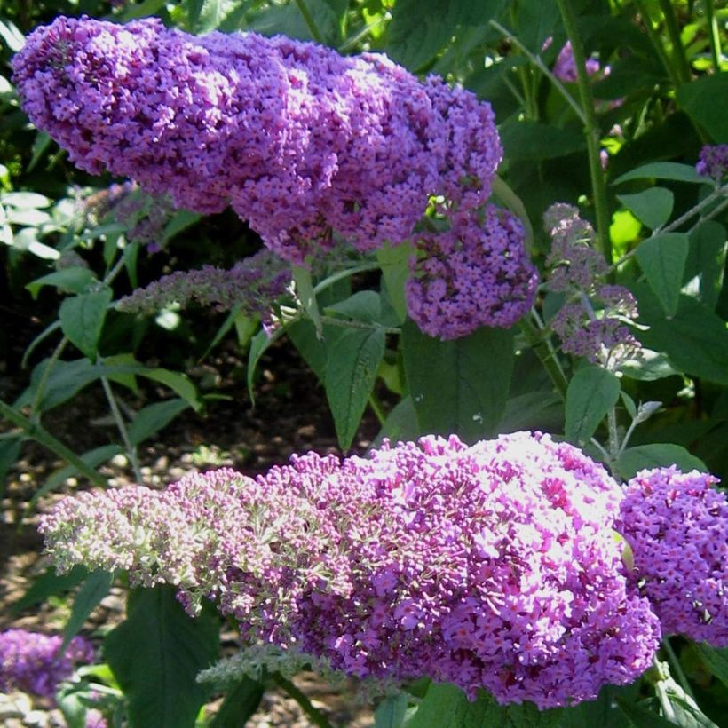 Buddleia davidii Rêve de Papillon Pink - Arbre aux papillons (Flowering)