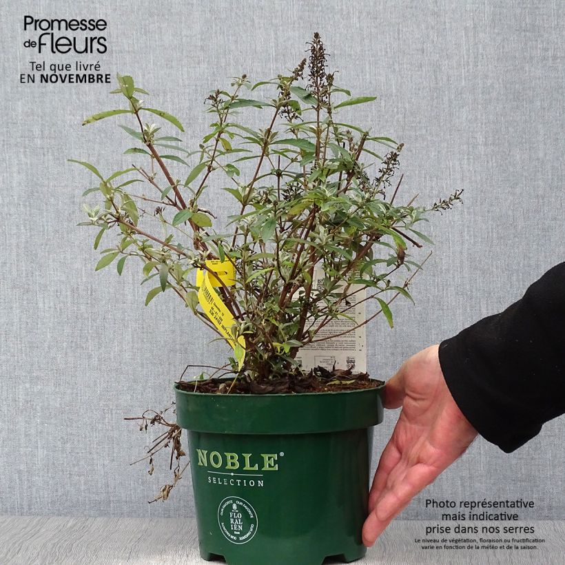 Example of Buddleia davidii Sophie - Arbre à papillons Pot de 2L/3L as you get in automne