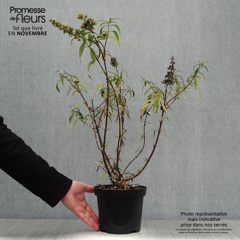 Example of Buddleia davidii White Profusion - Arbre aux papillons Pot de 3L/4L as you get in automne