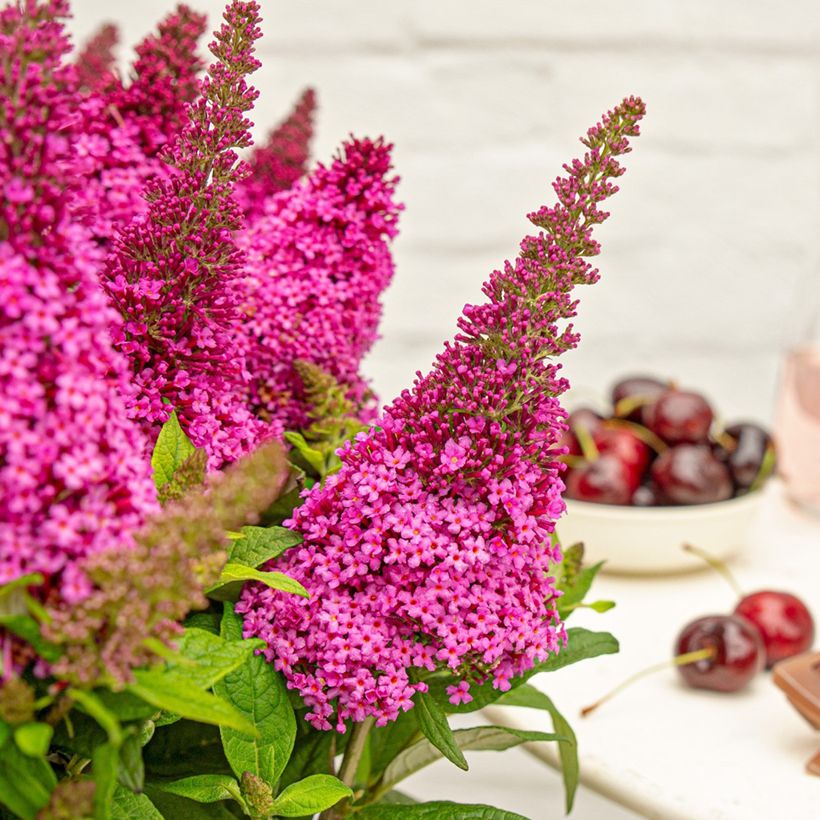 Buddleja Butterfly Candy Little Cerise - Arbre aux papillons nain (Flowering)