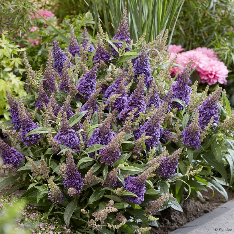 Buddleja davidii Butterfly Candy Little Lila - Arbre aux papillons nain (Plant habit)