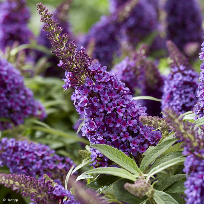 Buddleja davidii Butterfly CandyLittle Purple - Arbre aux papillons nain (Flowering)