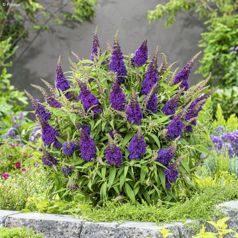 Buddleja davidii Butterfly CandyLittle Purple - Arbre aux papillons nain (Plant habit)