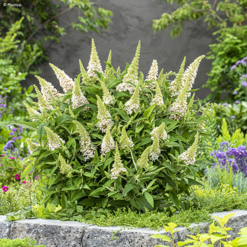 Buddleja davidii Butterfly Candy Little White - Arbre aux papillons nain (Plant habit)