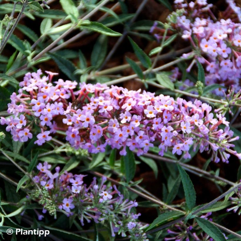 Buddleia Free Petite Lavender Flow - Arbre aux papillons (Flowering)