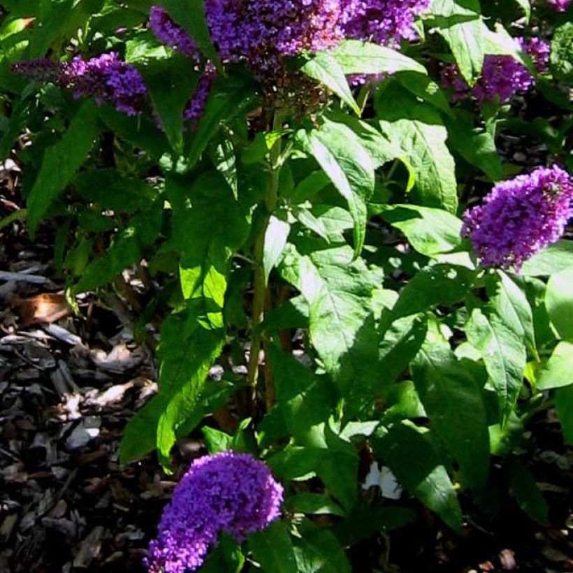 Buddleja Peacock - Arbre aux papillons (Foliage)