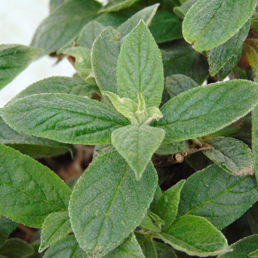 Buddleja Pink Micro Chip - Arbre aux papillons nain (Foliage)