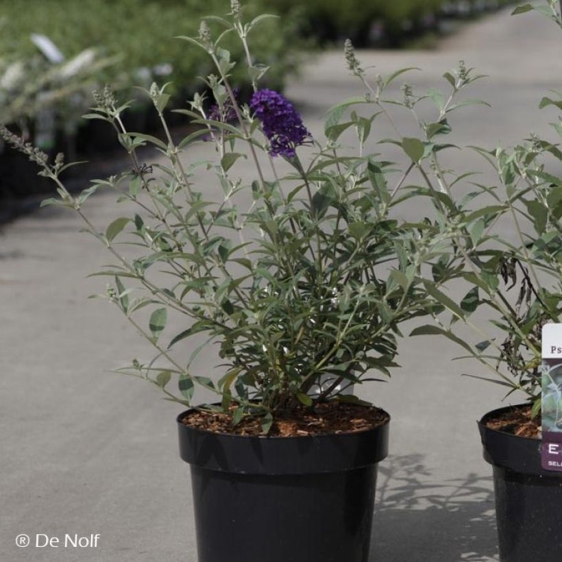 Buddleja Psychedelic Sky - Arbre aux papillons (Plant habit)