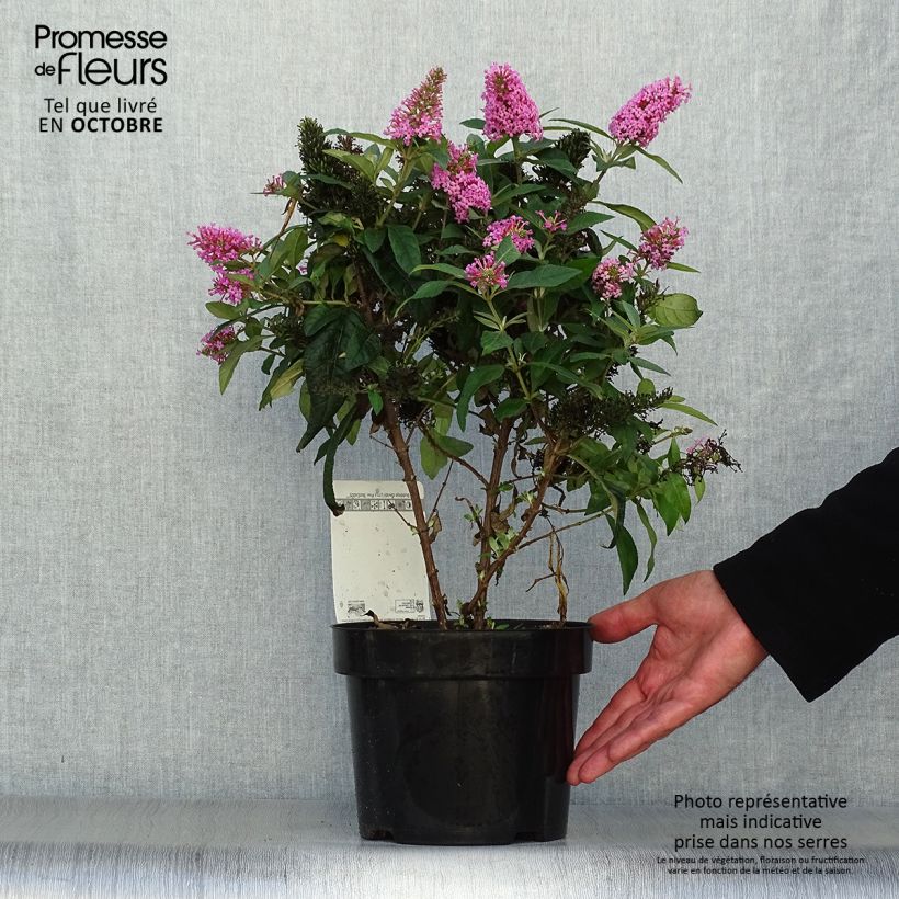 Example of Buddleja davidii Butterfly Candy Little Pink - Arbre aux papillons nain Pot de 3L/4L as you get in automne