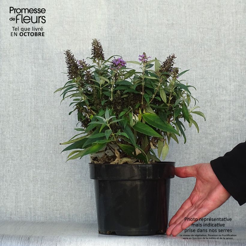 Example of Buddleja davidii Butterfly Candy Little Lila - Arbre aux papillons nain Pot de 3L/4L as you get in automne