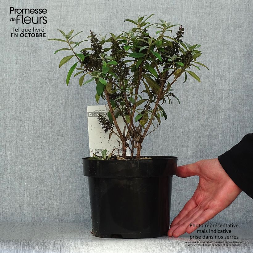 Example of Buddleja davidii Butterfly Candy Little Ruby - Arbre aux papillons nain Pot de 3L/4L as you get in automne