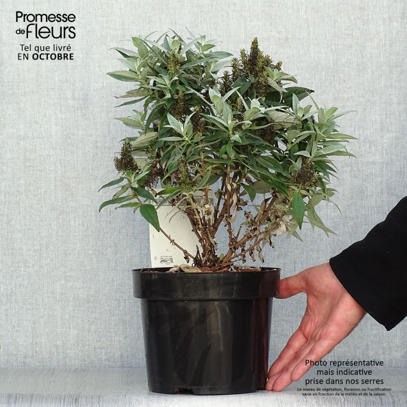 Example of Buddleja davidii Butterfly Candy Little White - Arbre aux papillons nain Pot de 3L/4L as you get in automne
