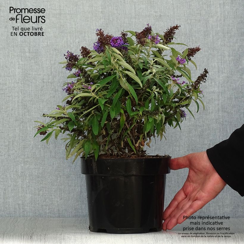 Example of Buddleja davidii Butterfly CandyLittle Purple - Arbre aux papillons nain Pot de 3L/4L as you get in automne