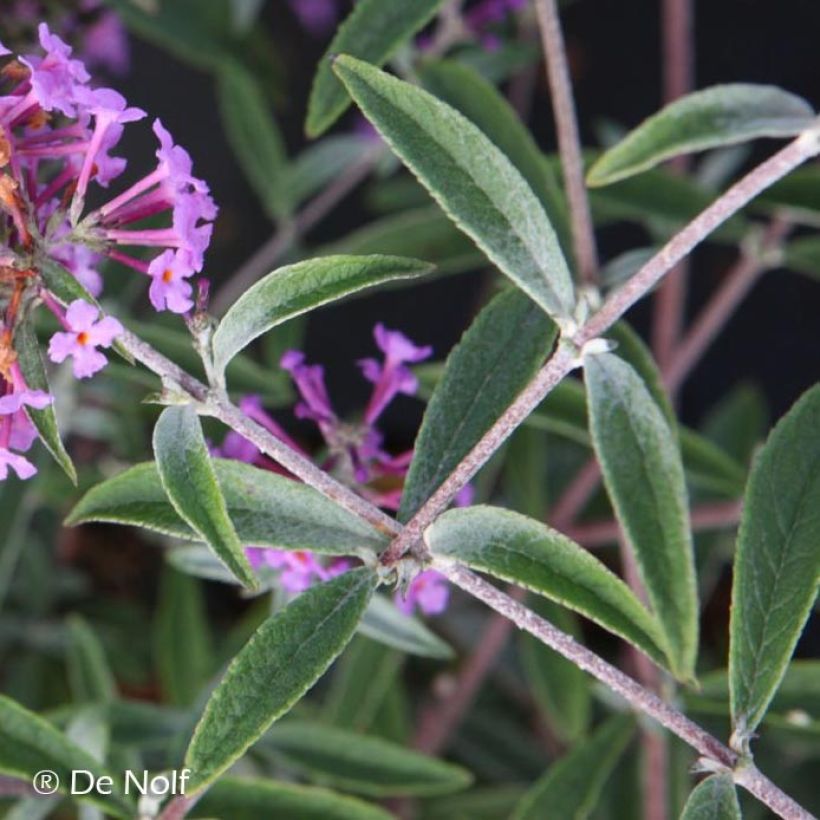 Buddleia davidii Sophie - Arbre à papillons (Foliage)