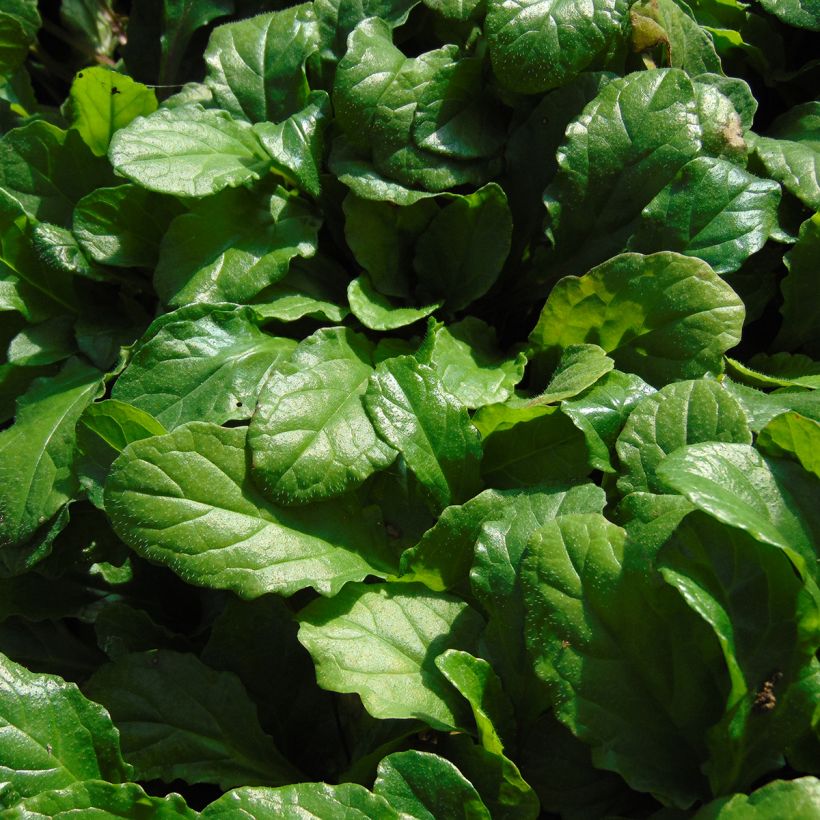 Bugle rampante - Ajuga reptans (Foliage)