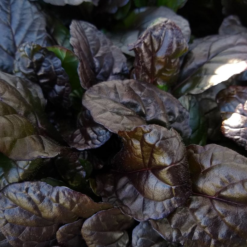 Bugle rampante, Ajuga reptans Braunherz (Foliage)