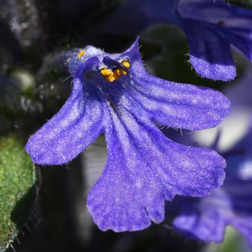 Bugle rampante, Ajuga reptans Delight (Flowering)