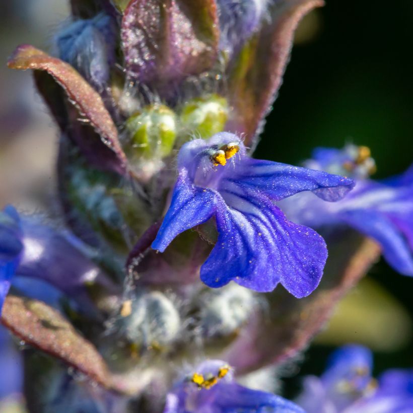 Bugle rampante - Ajuga reptans (Flowering)