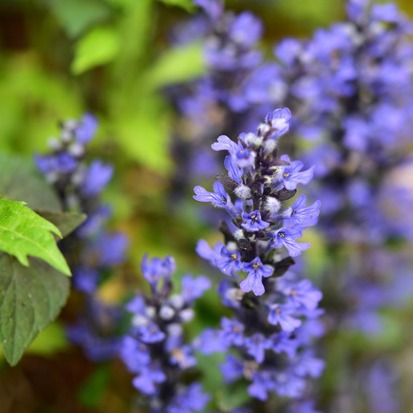 Bugle rampante - Ajuga tenorii Chocolate Chip (Valfredda) (Flowering)