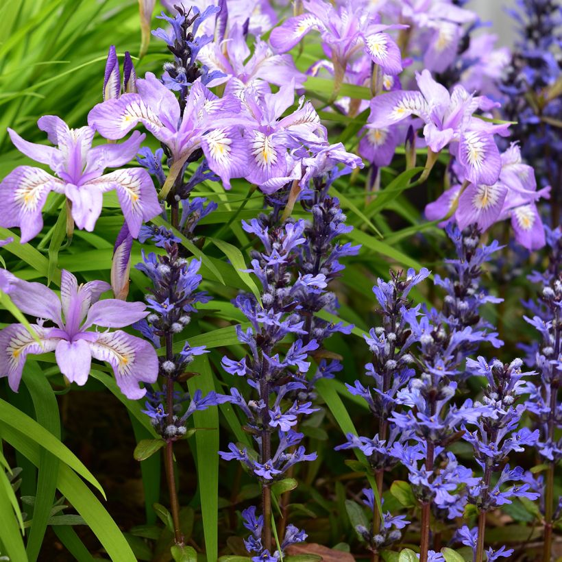 Bugle rampante - Ajuga tenorii Chocolate Chip (Valfredda) (Plant habit)