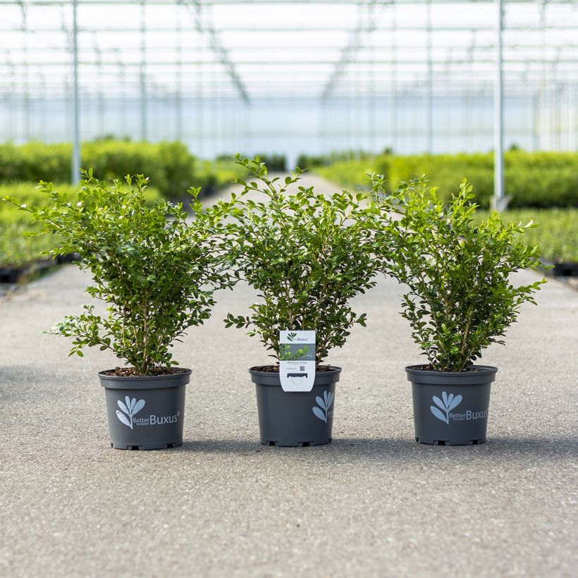 Buis - Buxus Betterbuxus Heritage (Plant habit)
