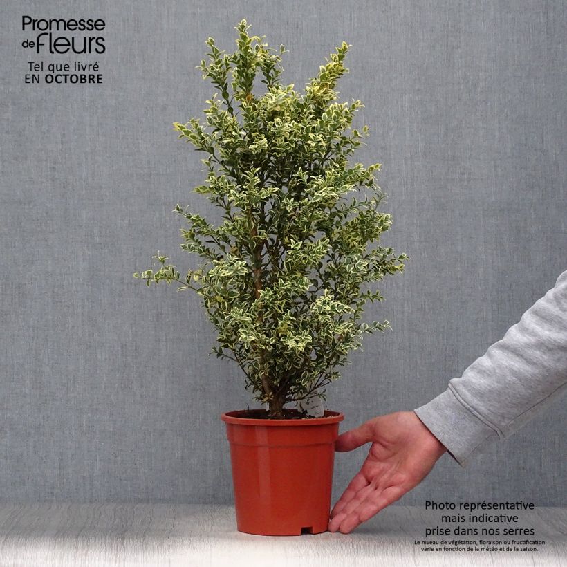 Example of Buis commun panaché - Buxus sempervirens Elegans Pot de 2L/3L as you get in automne