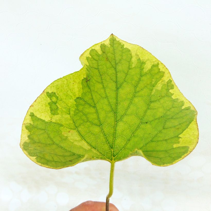 Brunnera macrophylla Hadspen cream - Myosotis du Caucase (Foliage)