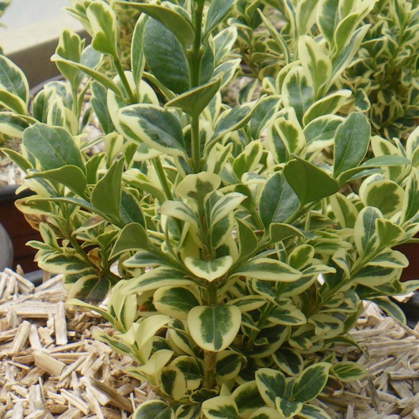 Buis commun panaché - Buxus sempervirens Elegans (Plant habit)